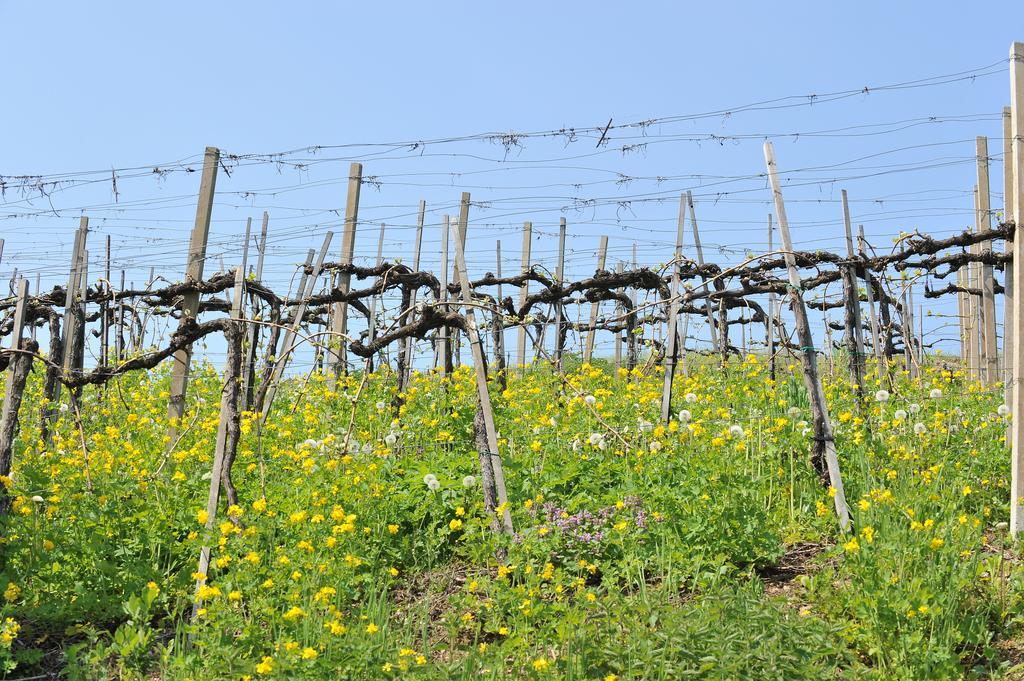 Privatzimmer Haring Kitzeck im Sausal Esterno foto